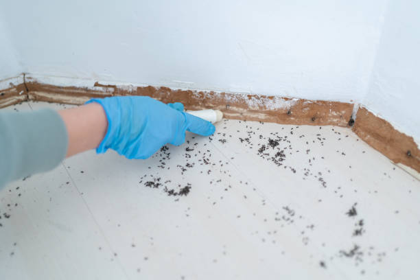 Best Bed Bug Extermination  in South Park, WY